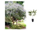 Chaste Tree | 3 Live Plants | Texas Lilac Shoal Creek Vitex Agnus Castus | Purple Flowering Lilac Shrub