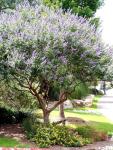 Chaste Tree | 3 Live Plants | Texas Lilac Shoal Creek Vitex Agnus Castus | Purple Flowering Lilac Shrub