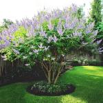 Chaste Tree | 3 Live Plants | Texas Lilac Shoal Creek Vitex Agnus Castus | Purple Flowering Lilac Shrub
