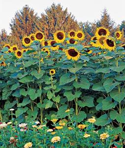 Burpee Sunforest Mix Sunflower Seeds 100 seeds