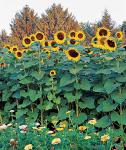 Burpee Sunforest Mix Sunflower Seeds 100 seeds