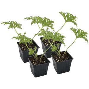 Live Citronella Geranium Plants (4-Pack); Pelargonium Citronella Scented Potted Plants