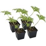 Live Citronella Geranium Plants (4-Pack); Pelargonium Citronella Scented Potted Plants