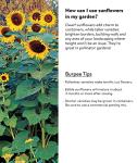 Burpee Sunforest Mix Sunflower Seeds 100 seeds