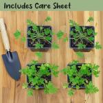Live Citronella Geranium Plants (4-Pack); Pelargonium Citronella Scented Potted Plants