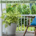 Live Citronella Geranium Plants (4-Pack); Pelargonium Citronella Scented Potted Plants