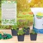 Live Citronella Geranium Plants (4-Pack); Pelargonium Citronella Scented Potted Plants