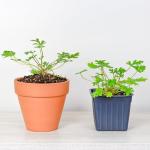 Live Citronella Geranium Plants (4-Pack); Pelargonium Citronella Scented Potted Plants