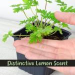 Live Citronella Geranium Plants (4-Pack); Pelargonium Citronella Scented Potted Plants
