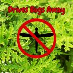 Live Citronella Geranium Plants (4-Pack); Pelargonium Citronella Scented Potted Plants