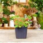 Live Citronella Geranium Plants (4-Pack); Pelargonium Citronella Scented Potted Plants