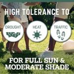 Pennington Kentucky 31 Tall Fescue Grass Seed 7 lb