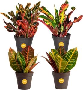 4-Pack Costa Farms Croton Houseplants for Home Decor
