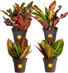 4-Pack Costa Farms Croton Houseplants for Home Decor