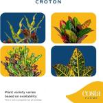 4-Pack Costa Farms Croton Houseplants for Home Decor