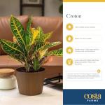 4-Pack Costa Farms Croton Houseplants for Home Decor