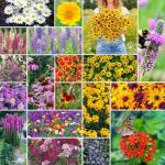 Perennial Wildflower Seed Mix for Planting