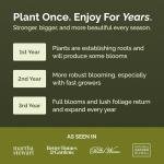 Perennial Wildflower Seed Mix for Planting