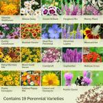 Perennial Wildflower Seed Mix for Planting