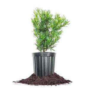 Perfect Plants Podocarpus Maki in 1 Gallon Pot | Live Evergreen Hedge Plant for Outdoor Growing | Japanese Yew Shrub for Privacy & Landscape | Bonsai Tree Starter for Indoor Garden | Full Sun
