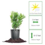 Perfect Plants Podocarpus Maki in 1 Gallon Pot | Live Evergreen Hedge Plant for Outdoor Growing | Japanese Yew Shrub for Privacy & Landscape | Bonsai Tree Starter for Indoor Garden | Full Sun