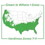 Perfect Plants Podocarpus Maki in 1 Gallon Pot | Live Evergreen Hedge Plant for Outdoor Growing | Japanese Yew Shrub for Privacy & Landscape | Bonsai Tree Starter for Indoor Garden | Full Sun