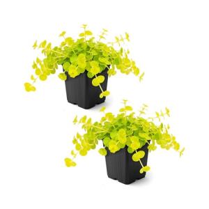 Creeping Jenny Plant - 4 Healthy Trailing Plants
