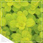 Creeping Jenny Plant - 4 Healthy Trailing Plants