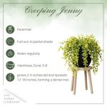 Creeping Jenny Plant - 4 Healthy Trailing Plants