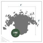 Creeping Jenny Plant - 4 Healthy Trailing Plants