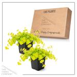 Creeping Jenny Plant - 4 Healthy Trailing Plants