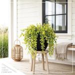 Creeping Jenny Plant - 4 Healthy Trailing Plants