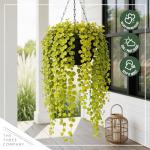 Creeping Jenny Plant - 4 Healthy Trailing Plants