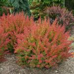 SUNJOY® Tangelo™ Berberis thunbergii- Proven Winners - 4" Pot