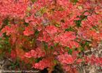 SUNJOY® Tangelo™ Berberis thunbergii- Proven Winners - 4" Pot