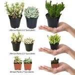 Altman Plants, Assorted Succulents Plants Live Houseplants (12PK), Succulent Plants Home Office Plants Live Indoor Plants, Live Plants Indoor House Plants, Easy Care Plants, Desk Plants Kitchen Plants