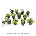 Altman Plants, Assorted Succulents Plants Live Houseplants (12PK), Succulent Plants Home Office Plants Live Indoor Plants, Live Plants Indoor House Plants, Easy Care Plants, Desk Plants Kitchen Plants
