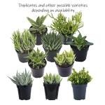 Altman Plants, Assorted Succulents Plants Live Houseplants (12PK), Succulent Plants Home Office Plants Live Indoor Plants, Live Plants Indoor House Plants, Easy Care Plants, Desk Plants Kitchen Plants