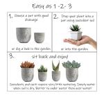 Altman Plants, Assorted Succulents Plants Live Houseplants (12PK), Succulent Plants Home Office Plants Live Indoor Plants, Live Plants Indoor House Plants, Easy Care Plants, Desk Plants Kitchen Plants