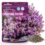 PLANTMEW 20000+pcs Creeping Thyme Seeds for Planting – Non-GMO Ground Cover Flowers –10g Fragrant Flowers Herb Seeds for Planting Lawns & Paths