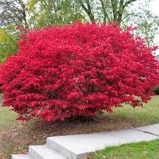 Burning Bush Shrub 8-12" Clump in Height in a 4" Cup