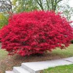 Burning Bush Shrub 8-12" Clump in Height in a 4" Cup