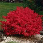 Burning Bush Shrub 8-12" Clump in Height in a 4" Cup