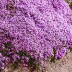 PLANTMEW 20000+pcs Creeping Thyme Seeds for Planting – Non-GMO Ground Cover Flowers –10g Fragrant Flowers Herb Seeds for Planting Lawns & Paths