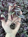 Live Wandering Jew Plant - Tradescantia Zebrina Starter Plants - Pack of 10, Healthy and Pest-Free, Vibrant Purple Foliage, Perfect for Home & Garden, Easy-Care Indoor/Outdoor Houseplant