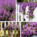 PLANTMEW 20000+pcs Creeping Thyme Seeds for Planting – Non-GMO Ground Cover Flowers –10g Fragrant Flowers Herb Seeds for Planting Lawns & Paths