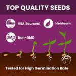 PLANTMEW 20000+pcs Creeping Thyme Seeds for Planting – Non-GMO Ground Cover Flowers –10g Fragrant Flowers Herb Seeds for Planting Lawns & Paths