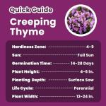 PLANTMEW 20000+pcs Creeping Thyme Seeds for Planting – Non-GMO Ground Cover Flowers –10g Fragrant Flowers Herb Seeds for Planting Lawns & Paths