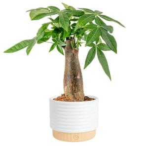 Costa Farms Money Tree Live Plant in Decorative Pot, Air Purifying Indoor Houseplant, Perfect for Home, Room, or Office Decor, Great House Warming or Birthday Gift, 12-16 Inches Tall