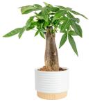 Costa Farms Money Tree Live Plant in Decorative Pot, Air Purifying Indoor Houseplant, Perfect for Home, Room, or Office Decor, Great House Warming or Birthday Gift, 12-16 Inches Tall